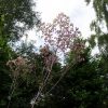 Thalictrum 'Anne' - Image 4