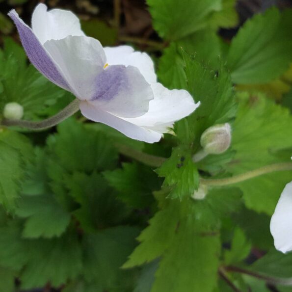 Anemone hybrida 'Elfin Swan'