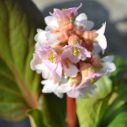 Bergenia 'Baby Doll'