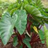 Colocasia esculenta 'Hawaiian Punch'