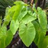 Colocasia esculenta 'Maui Gold'