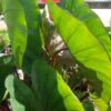 Colocasia esculenta 'Hawaiian Punch' - Image 4