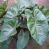 Colocasia esculenta 'Hawaiian Punch' - Image 3