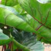 Colocasia esculenta 'Hawaiian Punch' - Image 2