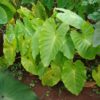Colocasia esculenta 'Maui Gold' - obrazek 3