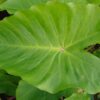 Colocasia esculenta 'Maui Gold' - obrazek 2
