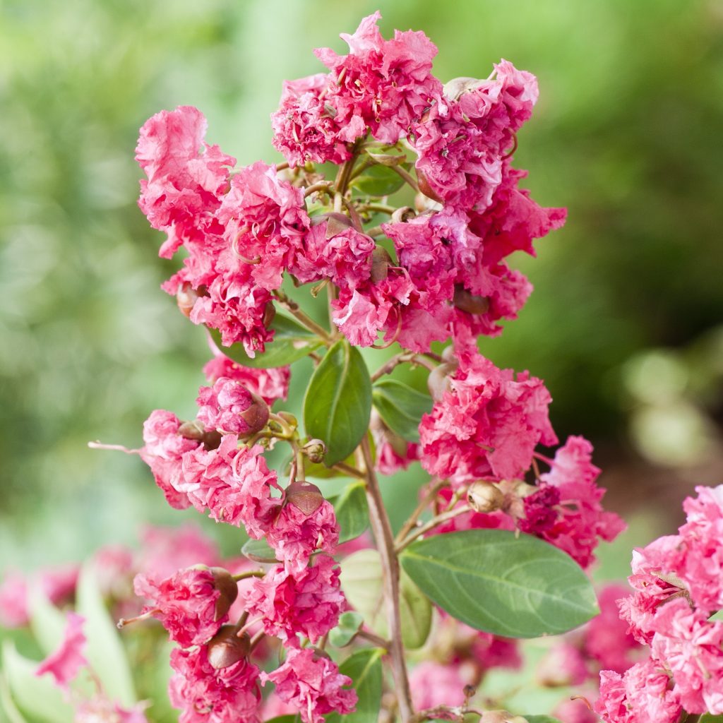 Lagerstroemia indica L. 'Coral Filli' - Vitro Westland