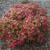 Nandina domestica 'Firepower' - obrazek 2