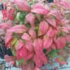 Nandina domestica 'Firepower'