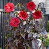 Hibiscus moscheutos 'Carousel Red Wine'