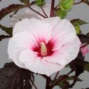 Hibiscus moscheutos 'Carousel Jolly Heart'