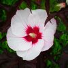 Hibiscus moscheutos 'Carousel Jolly Heart' – Bild 2