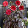 Hibiscus moscheutos 'Carousel Red Wine' – Bild 3