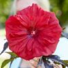 Hibiscus moscheutos 'Carousel Red Wine' – Bild 2