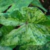 Caladium 'Tie-Dyed Tree Frog' – Bild 2