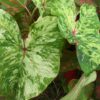 Caladium 'Tie-Dyed Tree Frog'