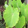 Colocasia esculenta 'Red-Eyed Gecko'