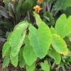 Colocasia esculenta 'Red-Eyed Gecko' - Afbeelding 2