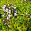 Penstemon digitalis 'Goldfinger' - Image 2
