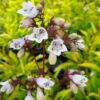 Penstemon digitalis 'Goldfinger'