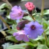 Pulmonaria 'Blake's Silver'