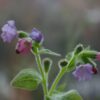 Pulmonaria 'Blake's Silver' - obrazek 2