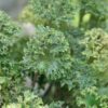 Farfugium japonicum 'Wavy Gravy' - Afbeelding 2