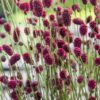 Sanguisorba 'Proud Mary' - obrazek 2