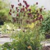 Sanguisorba 'Proud Mary'