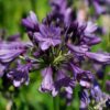 Agapanthus 'Poppin Purple'