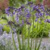 Agapanthus 'Poppin Purple' - Image 2