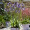 Agapanthus 'Poppin Purple' - Image 3