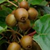 Actinidia chinensis 'Minkigold'