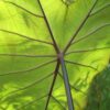 Colocasia fontanessi 'Black Stem' - obrazek 3
