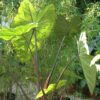 Colocasia fontanessi 'Black Stem'