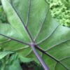 Colocasia fontanessi 'Black Stem' - obrazek 2