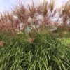 Miscanthus 'Red Zenith' - Afbeelding 3
