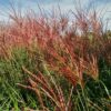 Miscanthus 'Red Zenith'