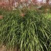 Miscanthus 'Red Zenith' - Afbeelding 4