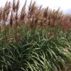 Miscanthus 'Red Zenith' - Afbeelding 7