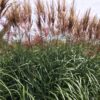 Miscanthus 'Red Zenith' - Afbeelding 6