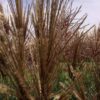 Miscanthus 'Red Zenith' - Afbeelding 2