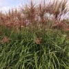 Miscanthus 'Red Zenith' - Afbeelding 5