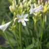 Agapanthus praecox 'Thumbelina' – Bild 3