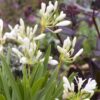 Agapanthus praecox 'Thumbelina' – Bild 2
