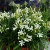 Agapanthus praecox 'Thumbelina'