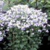 Polemonium 'Hopleys' - Afbeelding 2