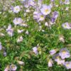 Polemonium 'Hopleys'