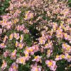 Anemone hupehensis 'Little Princess' - obrazek 2