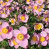 Anemone hupehensis 'Little Princess'